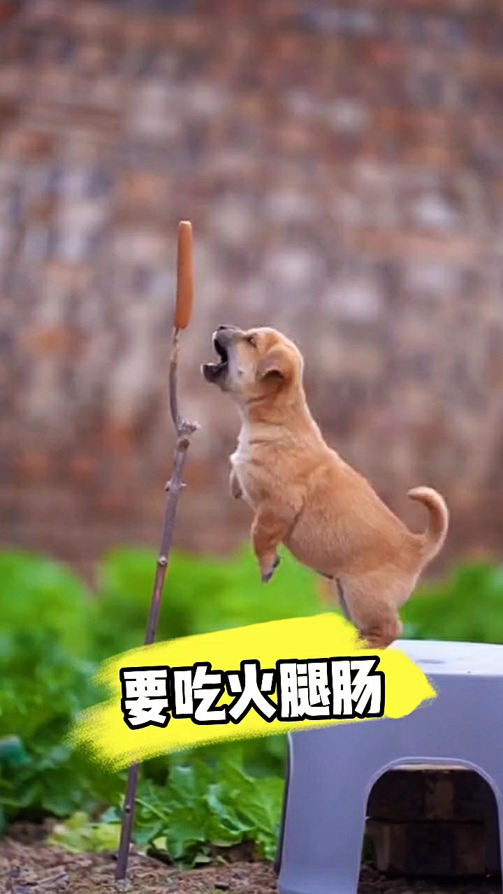 我家萌宠成精了#狗狗吃香肠