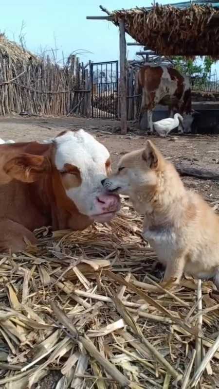 撒一把超甜狗粮520这天农场到处都在秀恩爱,我压力好大,可不可以罕揪