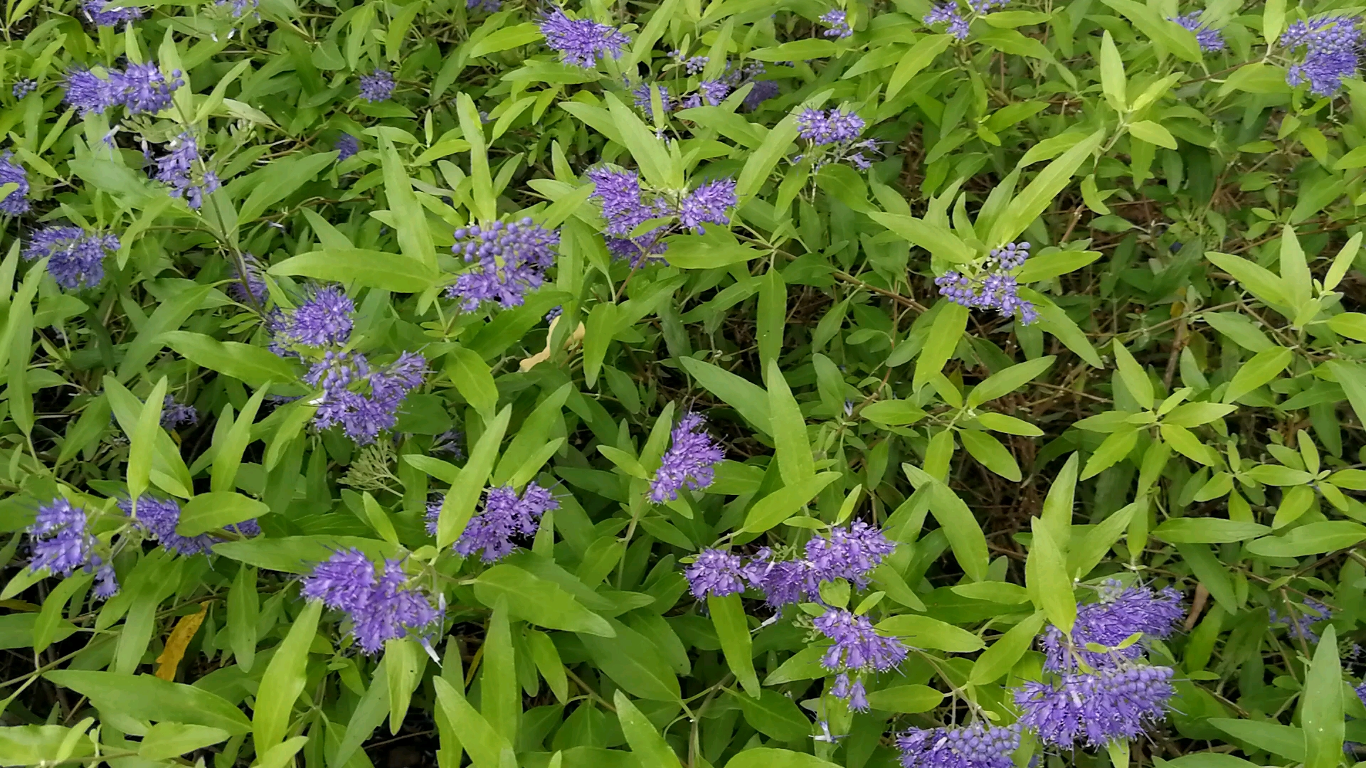 山野,无名小紫花,花是小点,尊贵.怜爱.