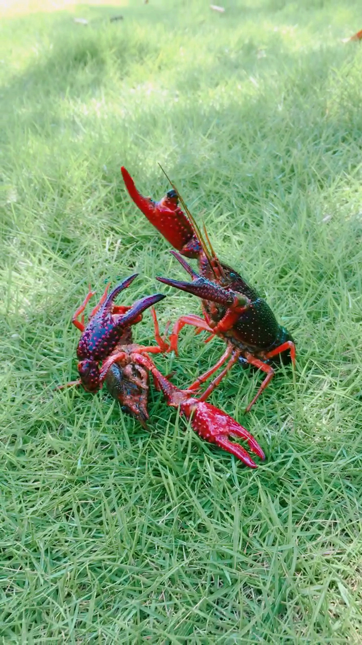 这么牛皮的龙虾,哎呀大的打架这么牛啊,看谁战胜揍死