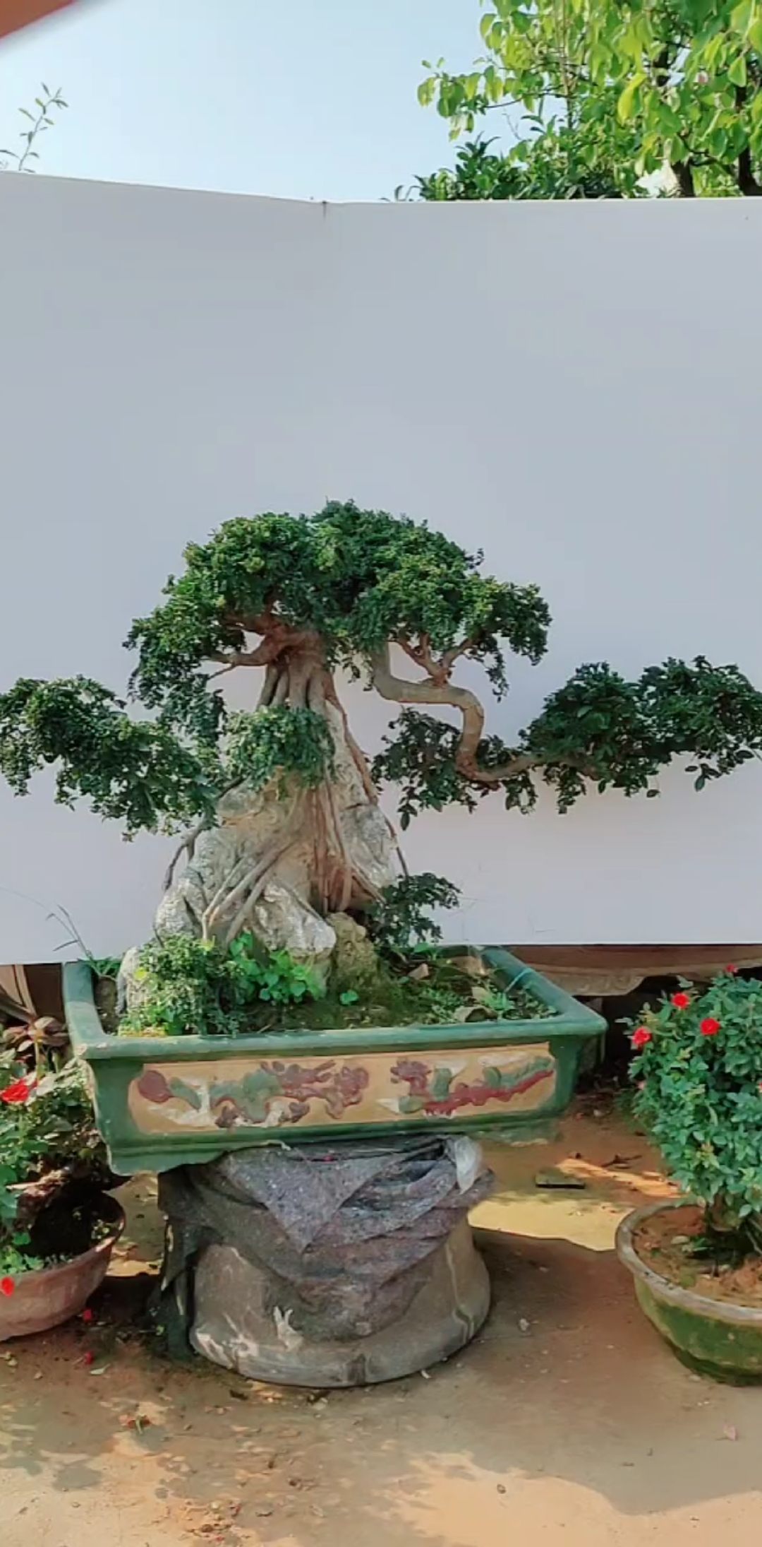提根抱石榆树盆景