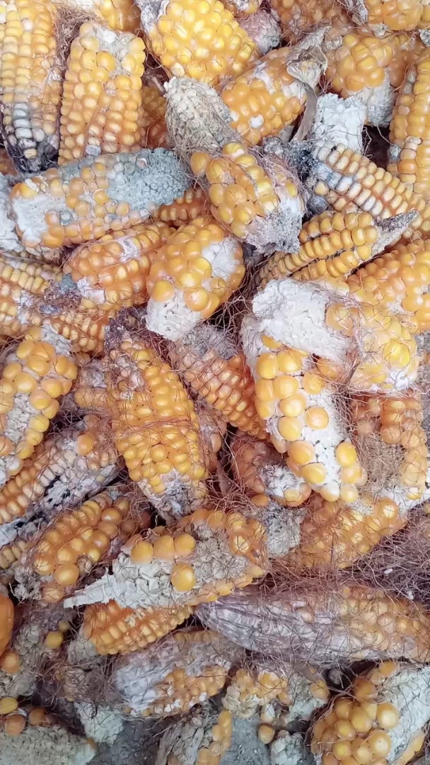 咱家的丰收季#今年的玉米太差了,还没去年的一半多呢?