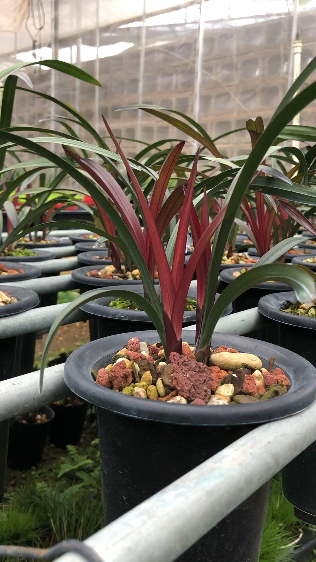 红草红荷,美极啦喜欢养兰花的朋友加关注哦