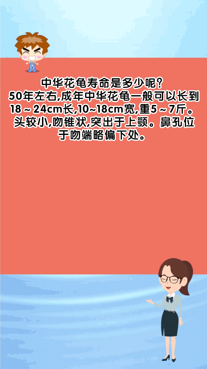 中华花龟寿命是多少呢?