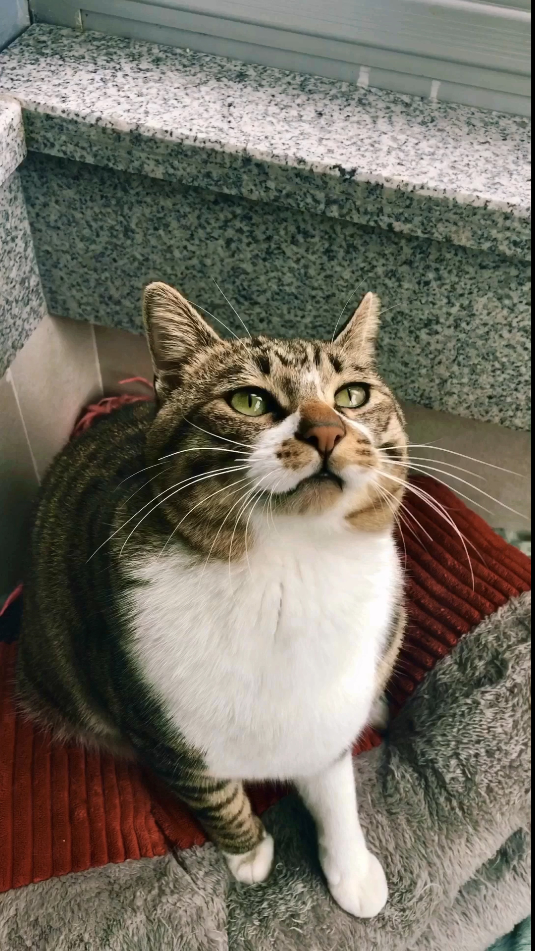 中华田园猫～狸花猫#谁说猫养不熟的?猫咪也是重重感情的