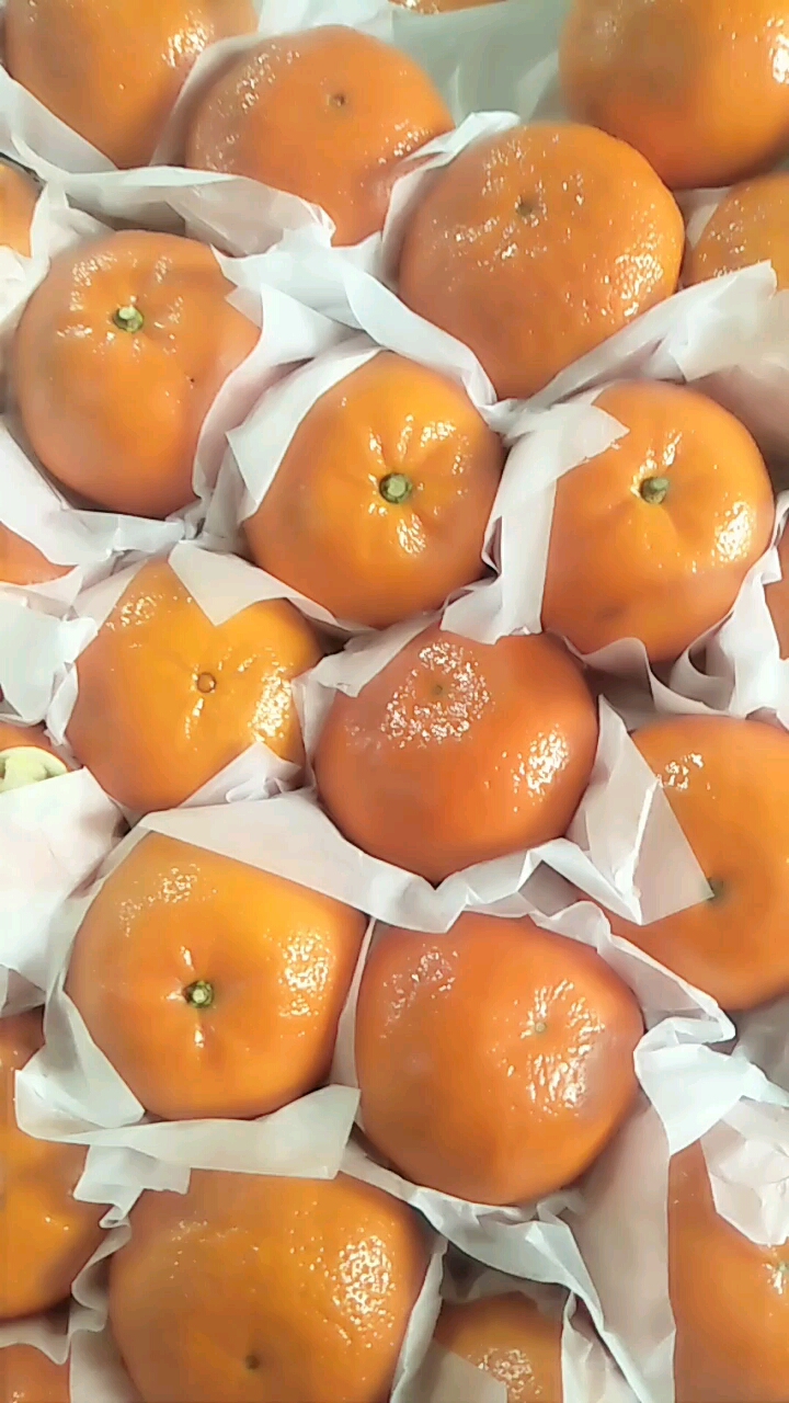 香妃柑