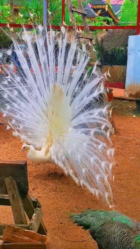 搞笑段子剧#白孔雀开屏,美的肆无忌惮,愿你的人生像孔雀一样光芒四射