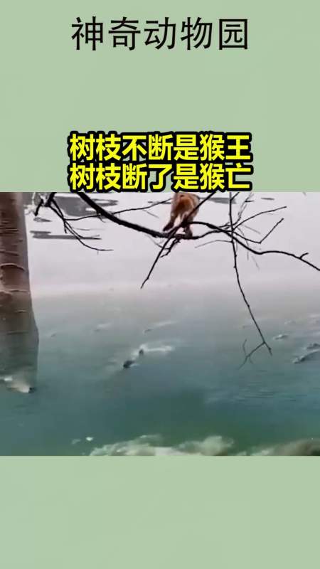 我要上热门#树枝不断是猴王,树枝断了是猴亡-全民小视频