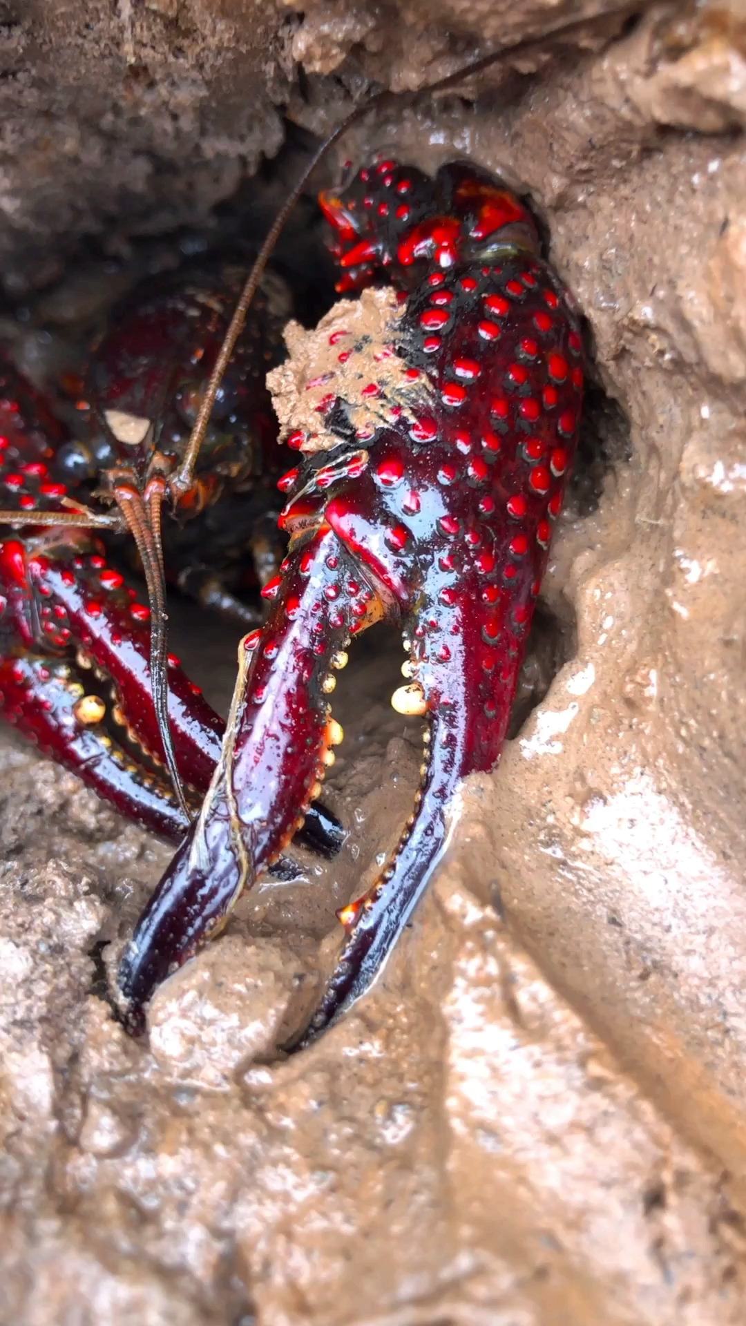 龙虾#挖到的巨型龙虾王!第一次见这么大的