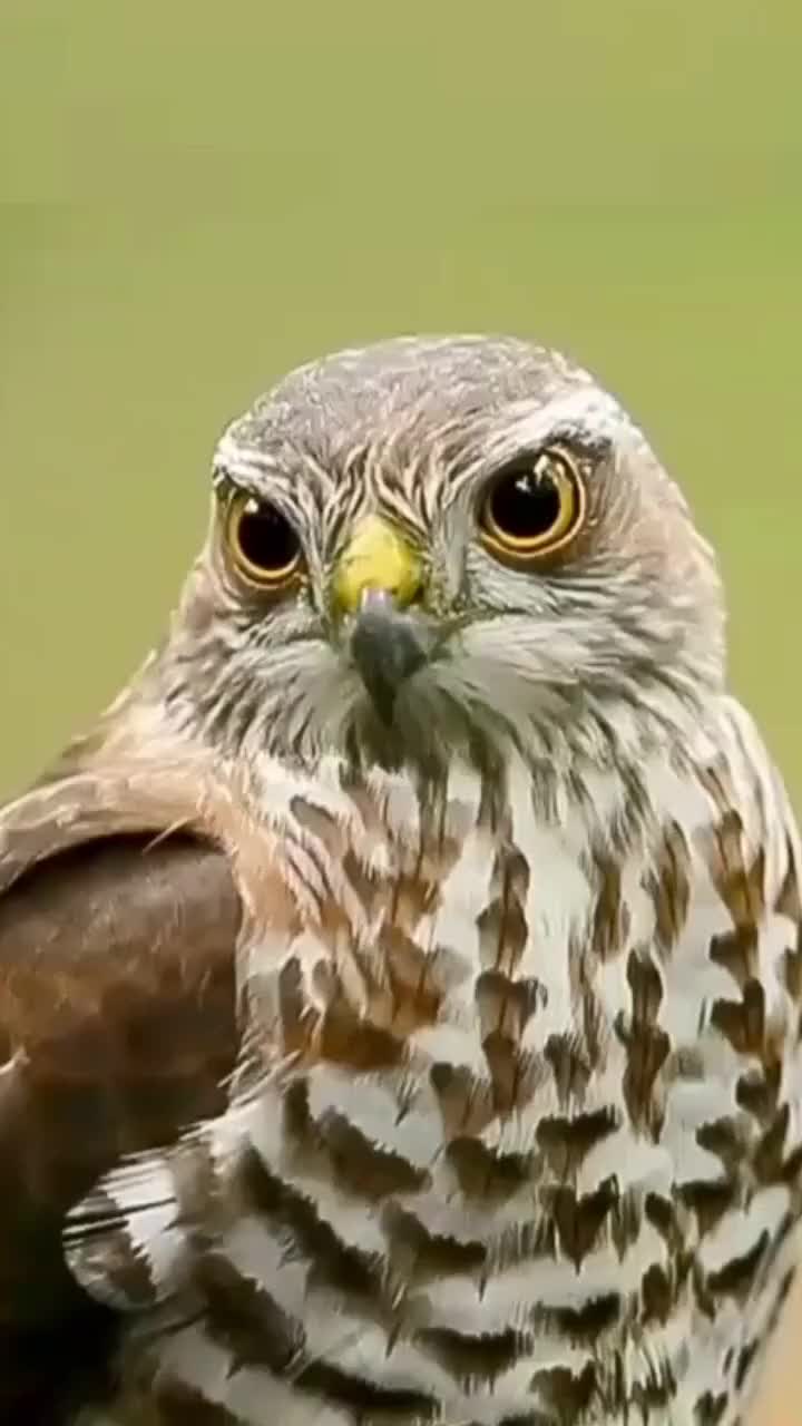 小鹰逆天颜值近距离高清特写