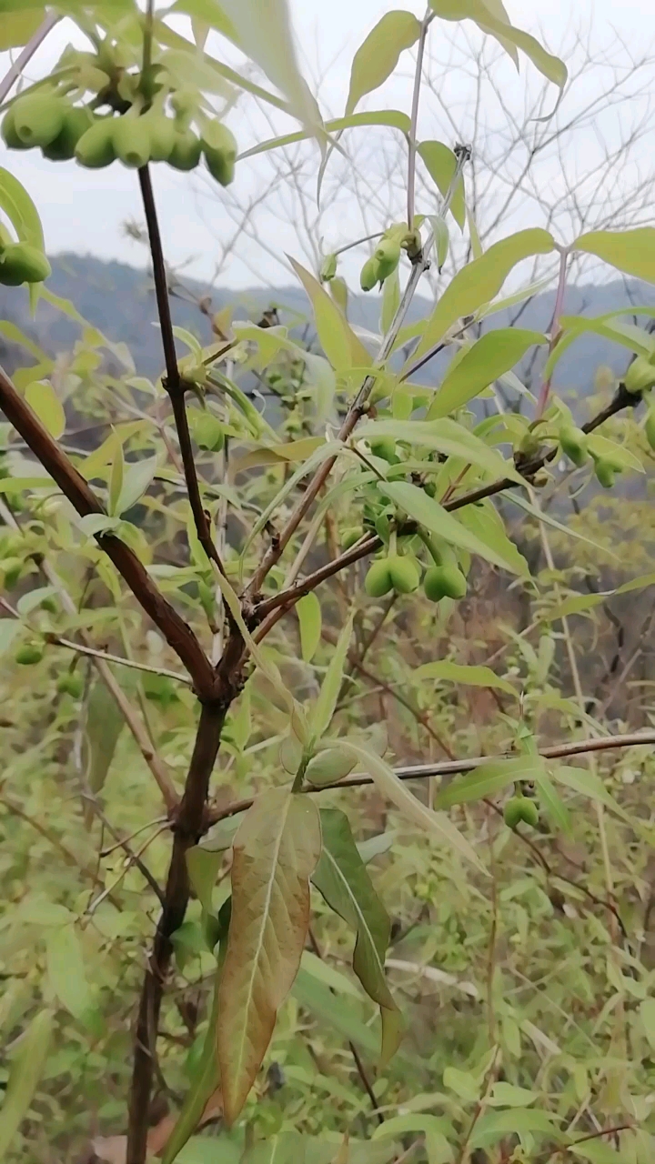 裤衩果学名图片