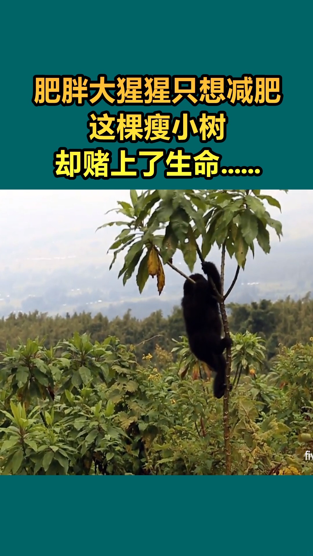 我要上热门#大猩猩爬树,这棵小树不堪重负呀