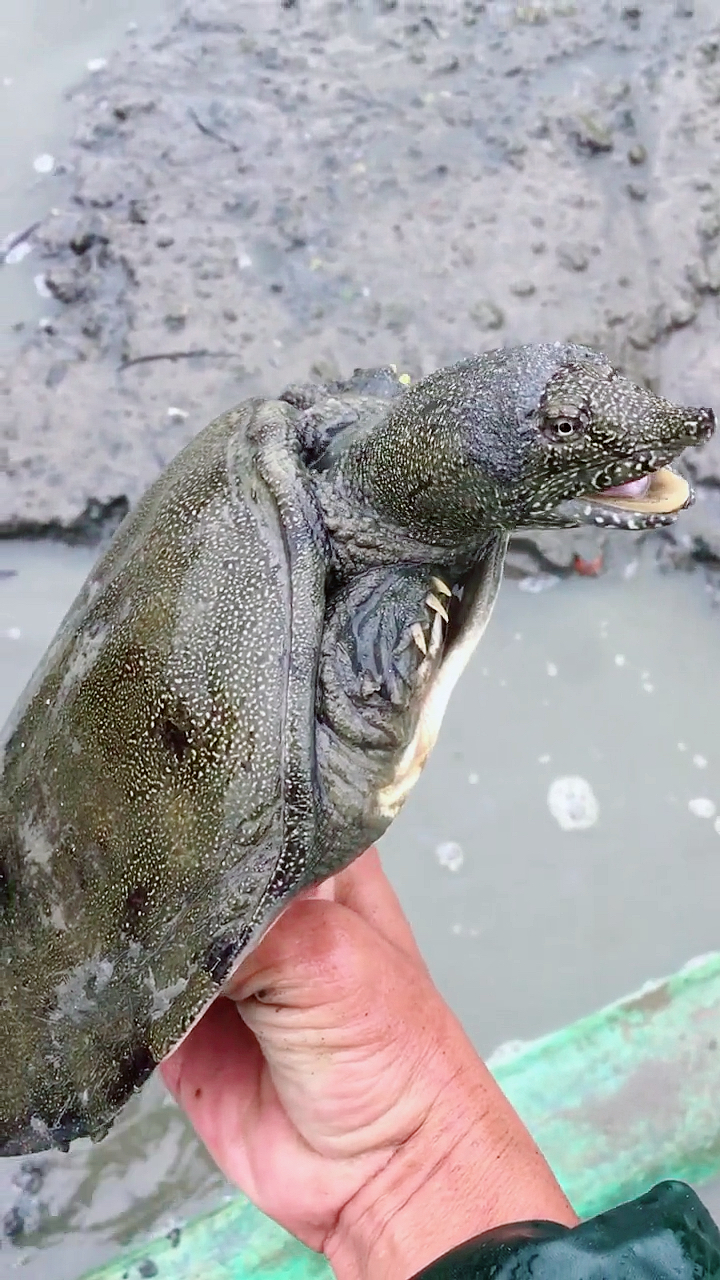 经常抓甲鱼,更容易遇到