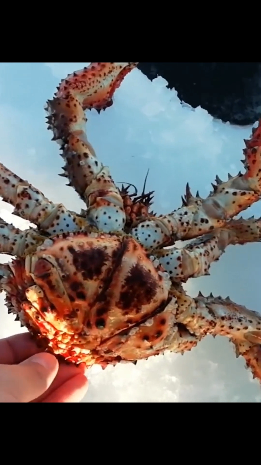 极具野性的螃蟹,样子丑点但是味道非常鲜美