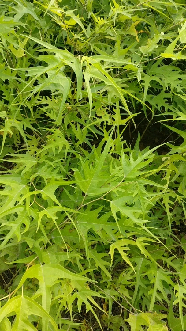 鸡甜桑,一种甜度达到28度的桑葚果树品种