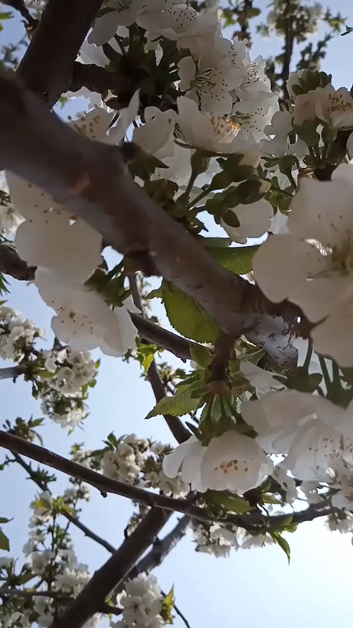 车厘子开花图片图图片