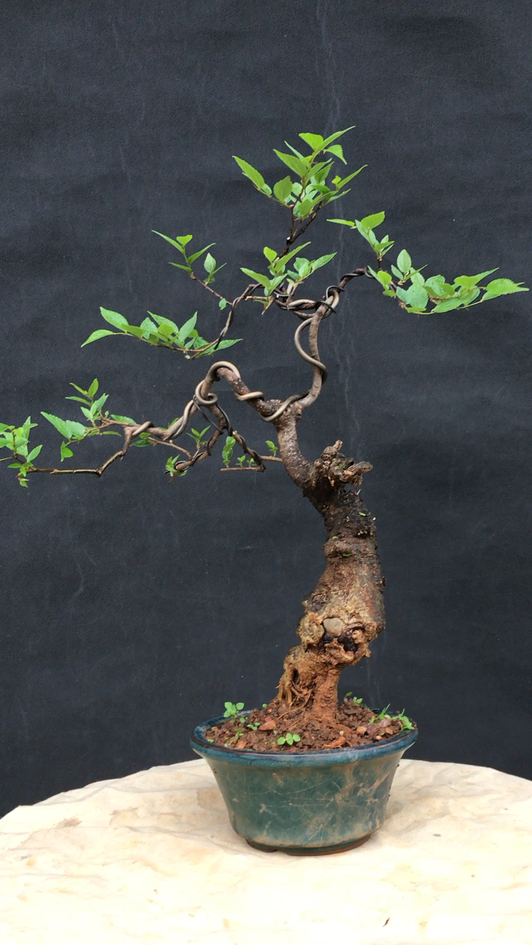 精致的一盆相思小品盆景