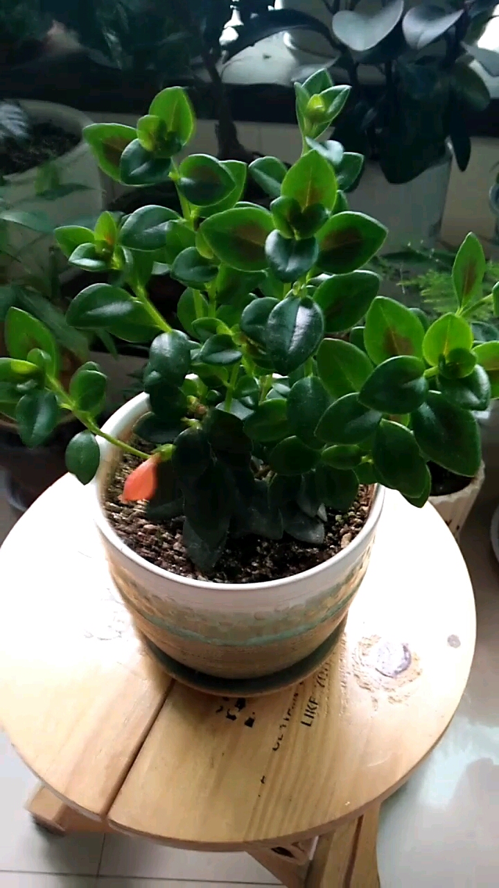 金鱼吊兰爆盆的方法:剪枝,摘心,剪下的枝条重新种到盆里