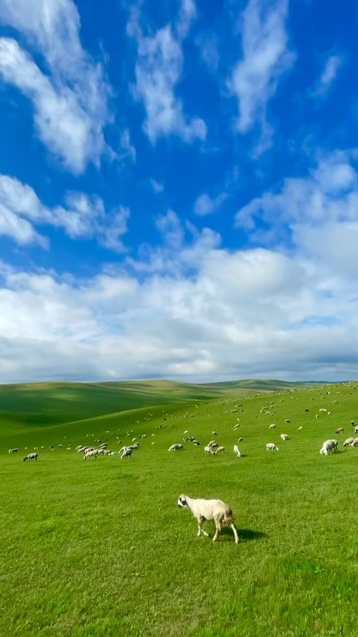 如果那只羊没有走过,您会不会以为这是一幅画,草原,呼伦贝尔大草原