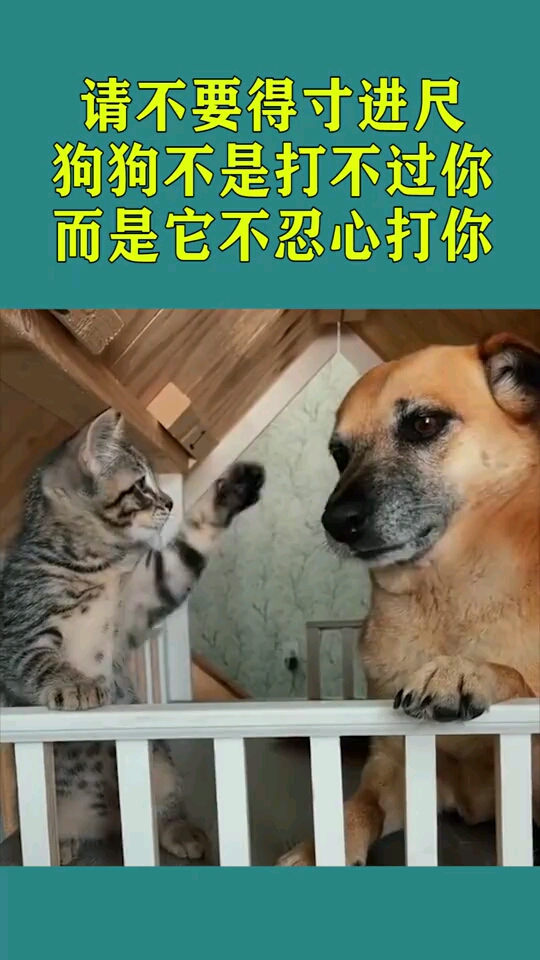 请不要得寸进尺,狗狗不是打不过你,而是它不忍心打你!