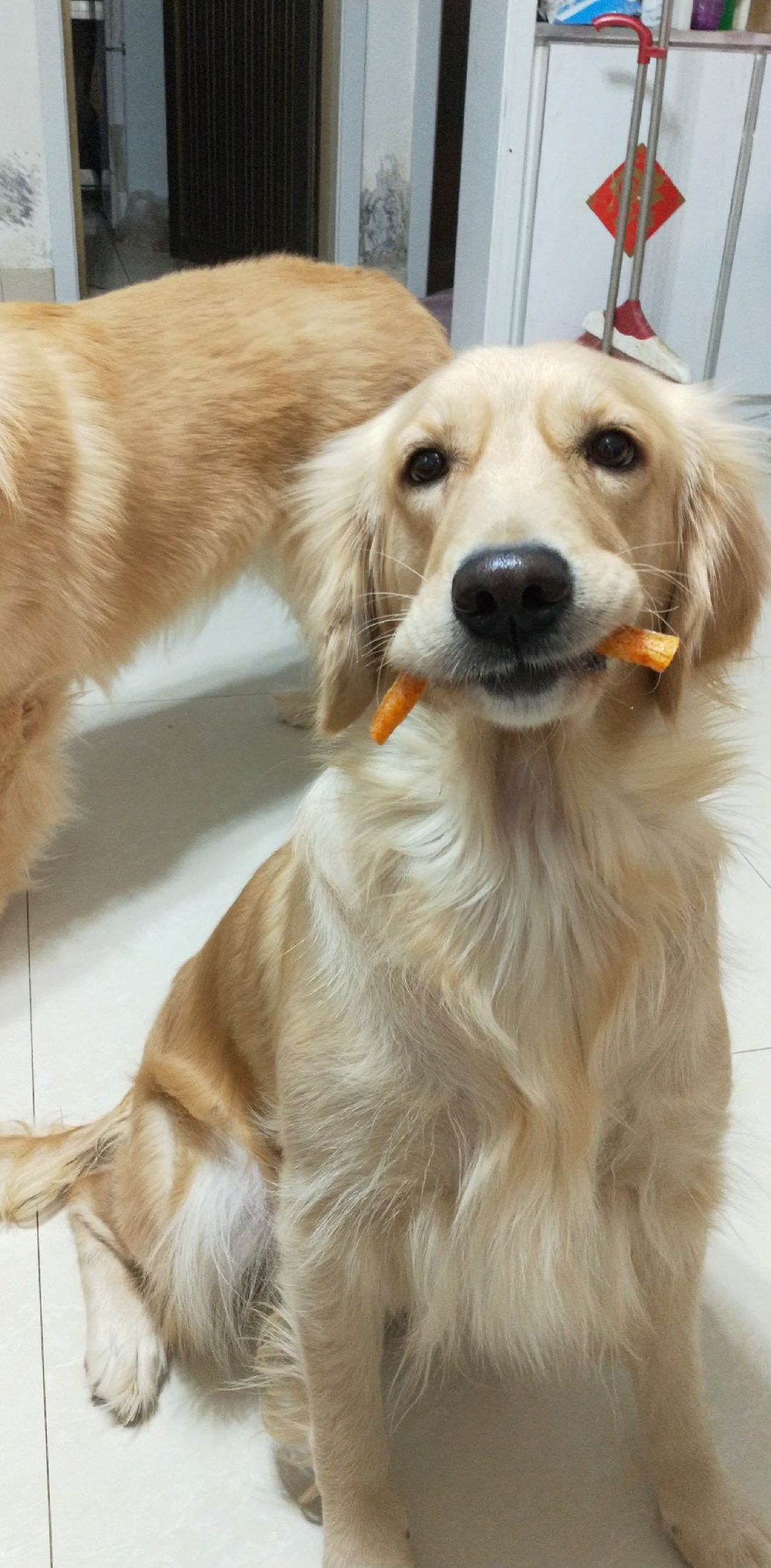 金毛狮王#这狗子居然爱吃辣条?