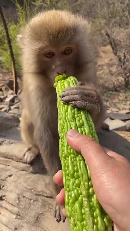 奇闻趣事抢先看#给小猴子吃苦瓜,它们的举动也太搞笑,不知道第二只