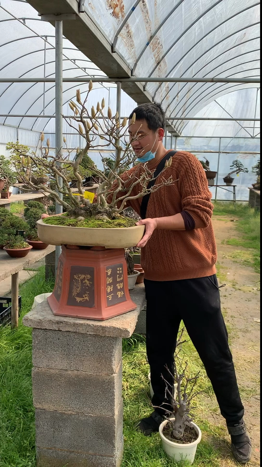 多杆丛林式 老桩姬辛夷盆景