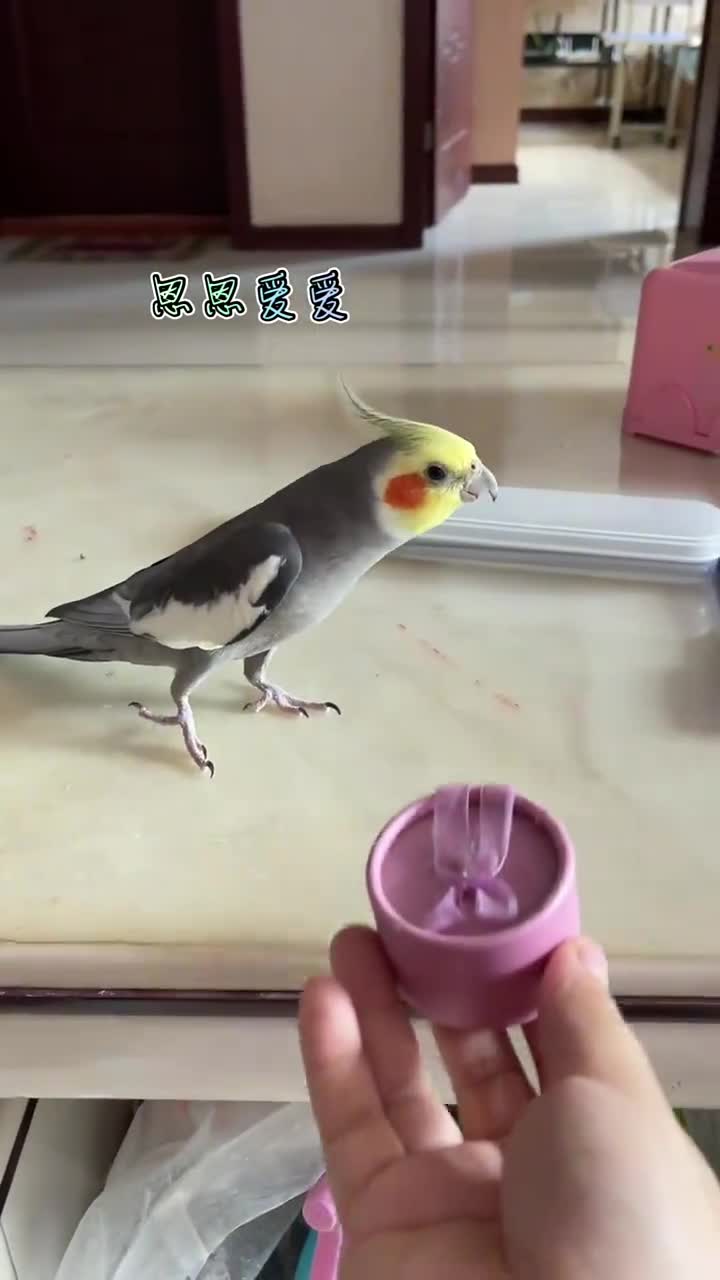 会吹口哨的玄凤鹦鹉#一月目的地