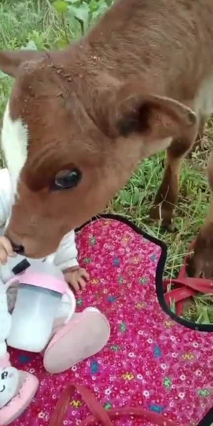 小牛找宝宝要奶瓶喝,牛妈妈奶水不足,亏了小牛了