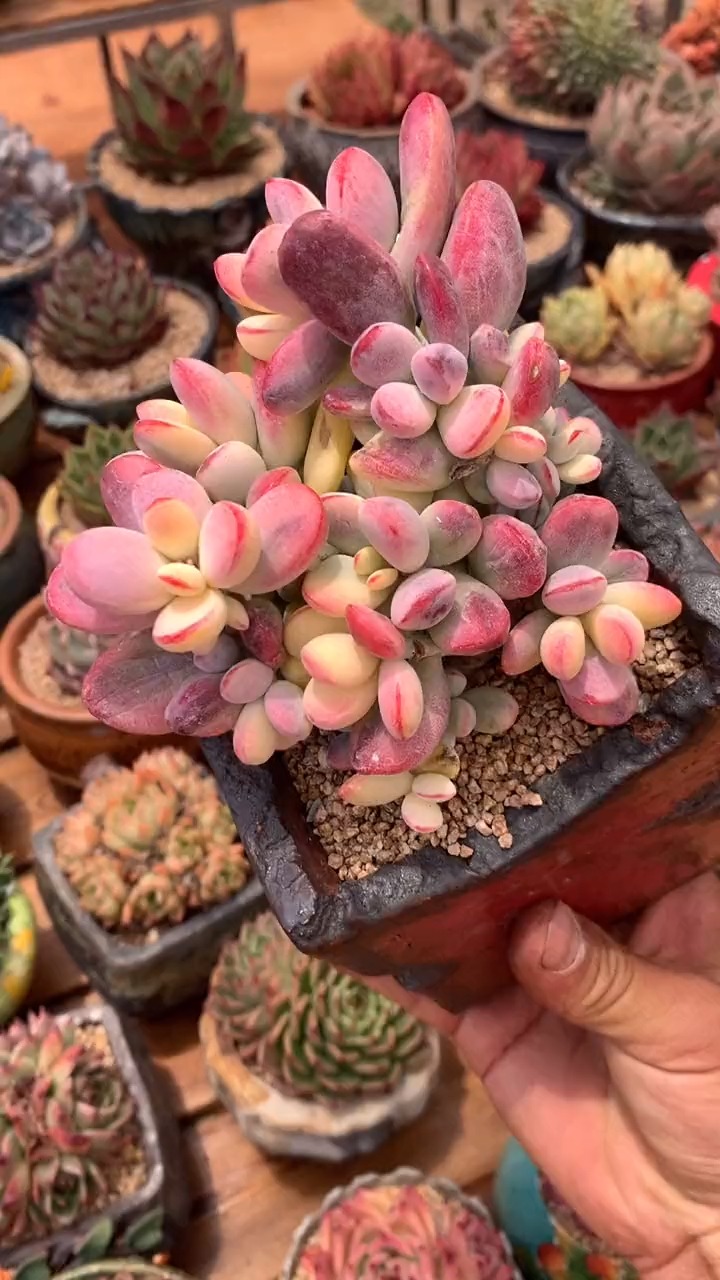 这样的福娘锦你们觉得可以不.