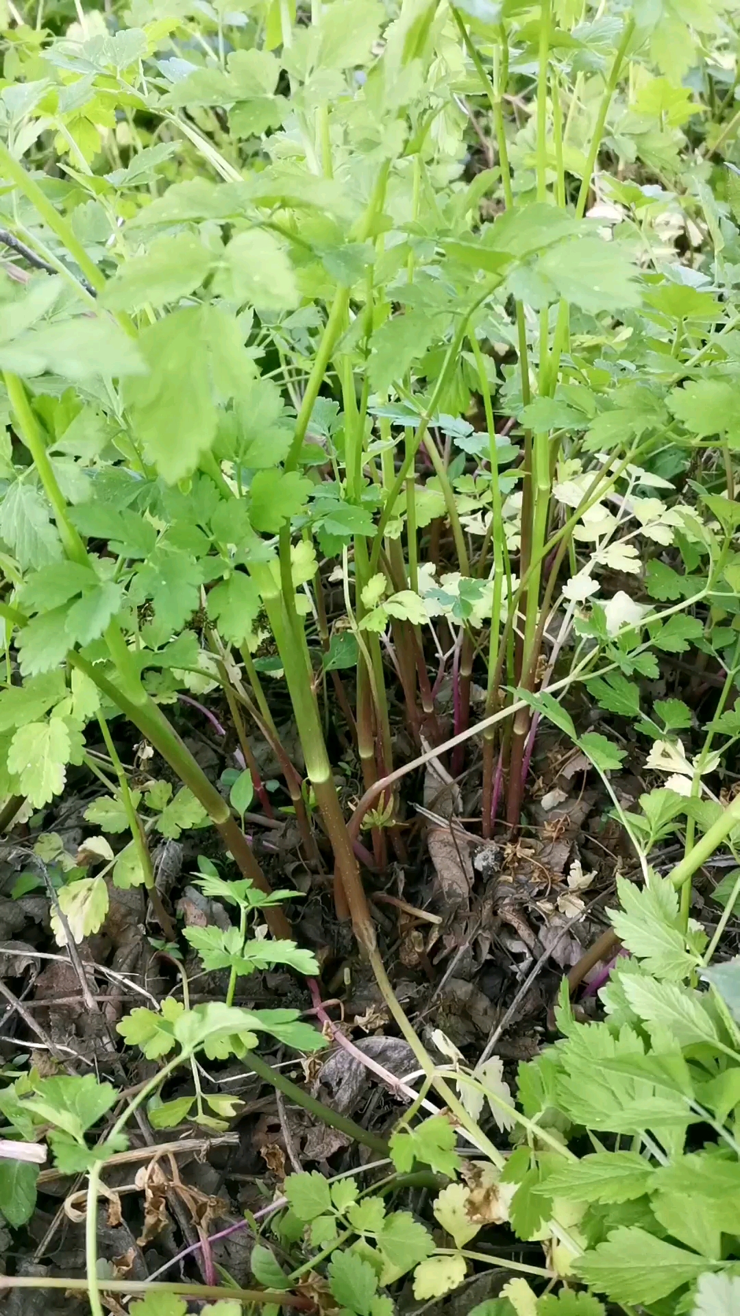 最美人间四月天#路边野花我不采,今天来采野芹菜.