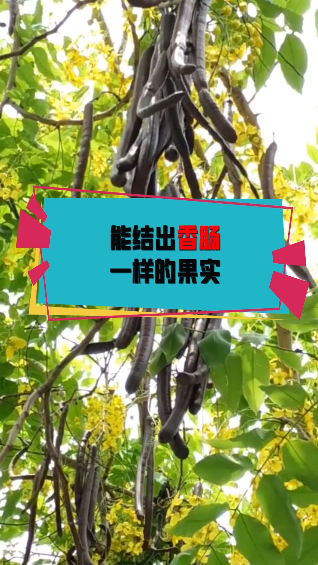 奇闻趣事抢先看#能结出香肠,一样果实的植物,散发出老鼠的味道