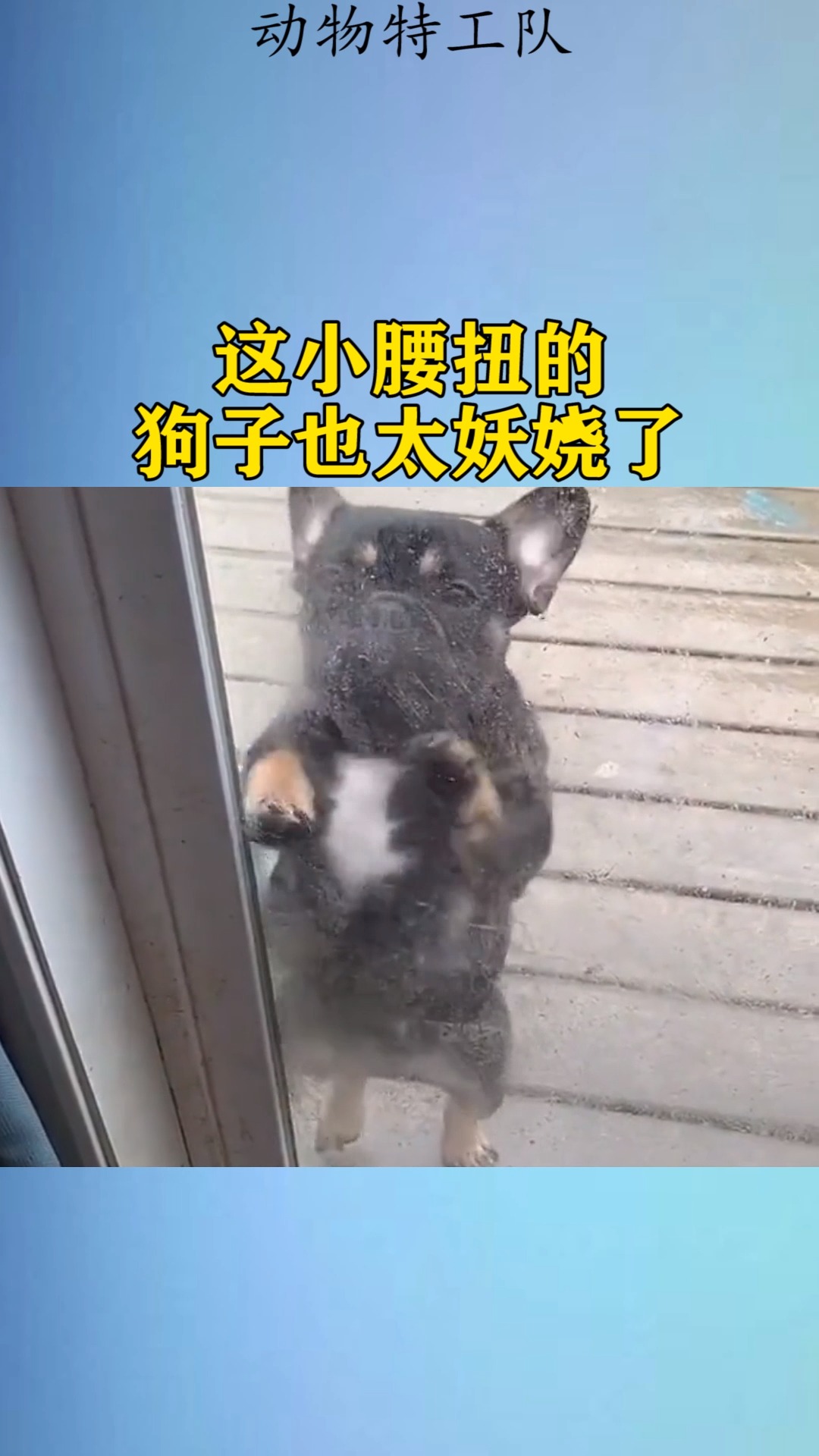我家萌宠成精了#这小腰扭的,狗子也太妖娆了!