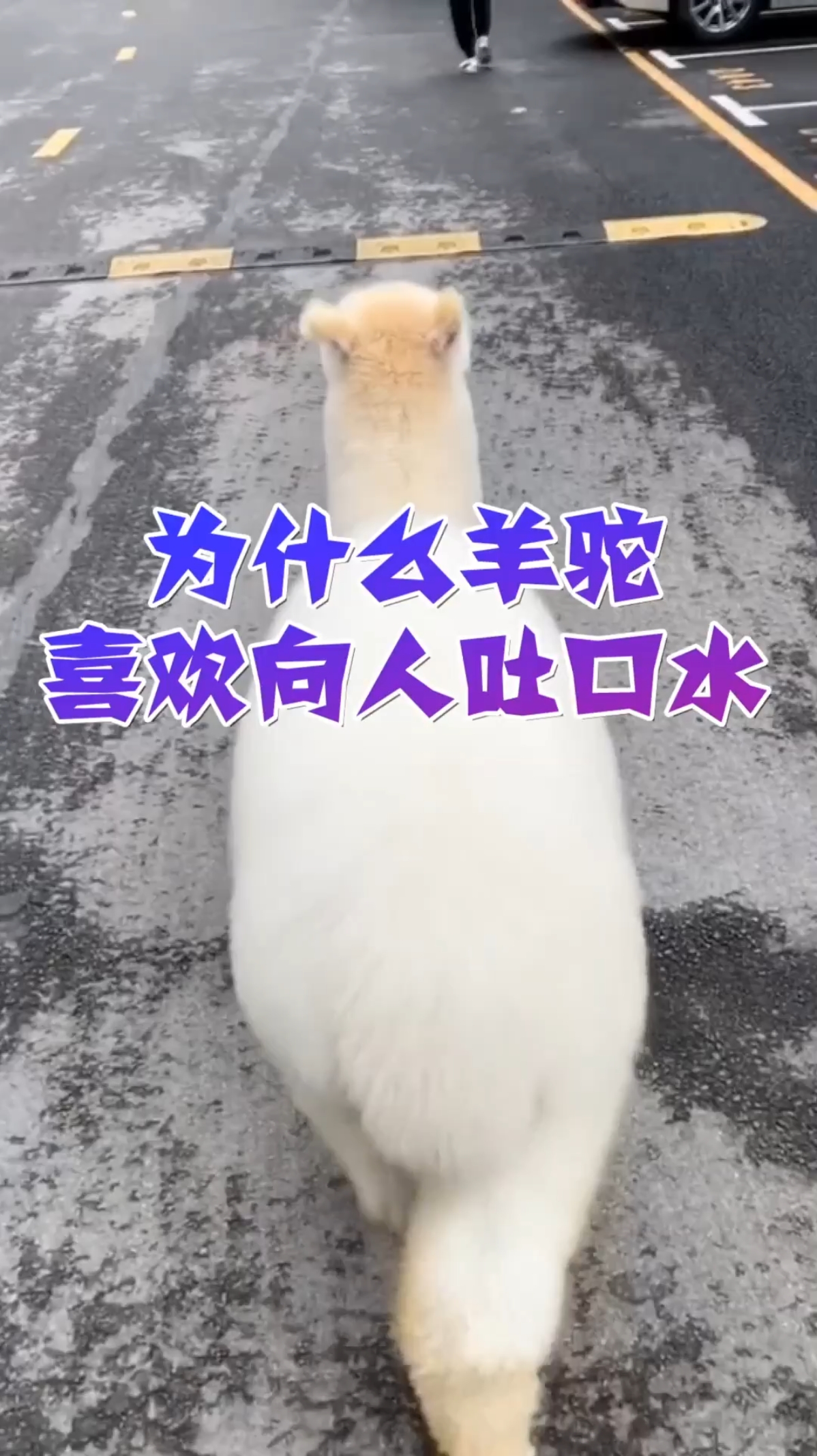 为什么羊驼喜欢向人吐口水?