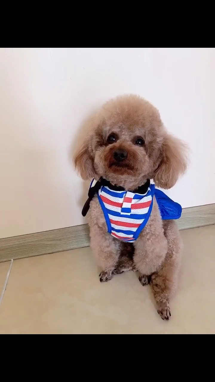 家有萌娃#会撒娇会说爱妈妈的狗狗