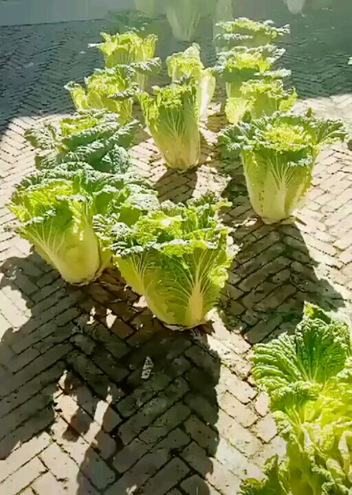 砖缝里种的大白菜,好大,有些人说是摆上去的,来拔一颗给你们看一下