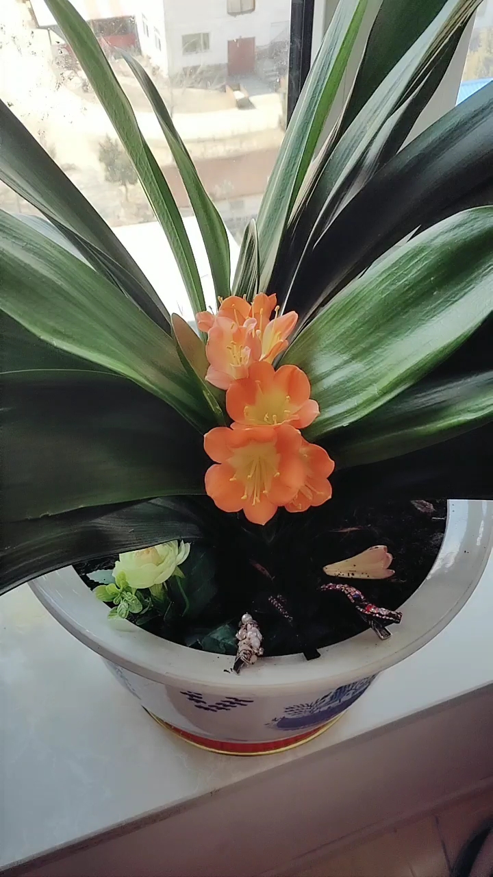 我家的君子兰开的第三个花骨朵了