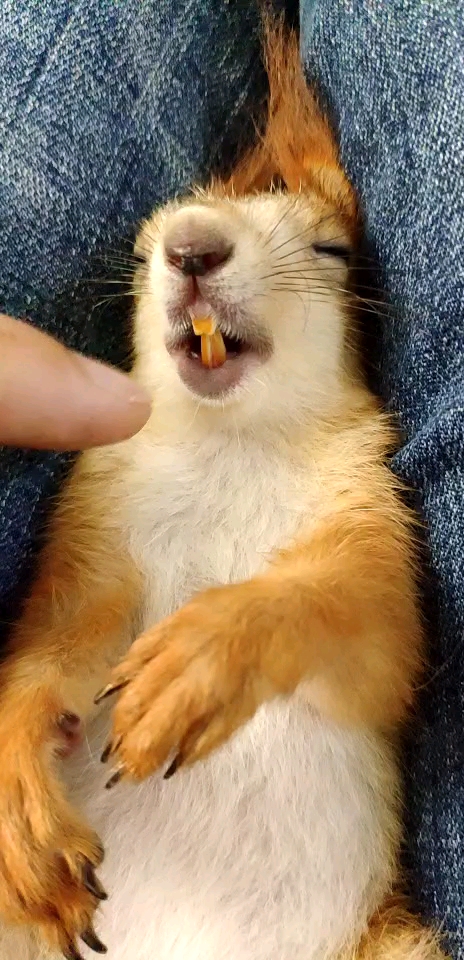 松鼠的一口大黄牙,是不是要给你刷牙