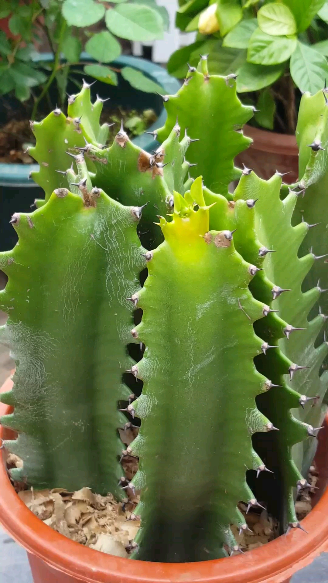 全民装嫩大赛#仙人棍很好看,招人喜爱