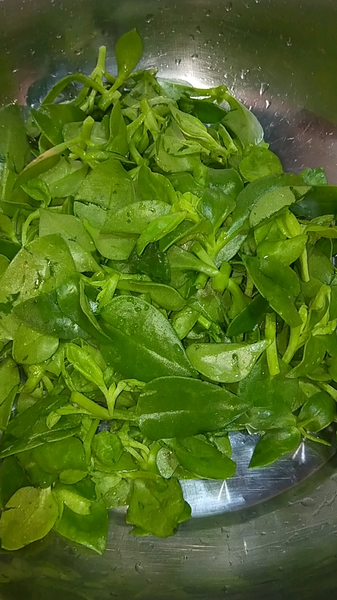 家乡特色美食好吃的凉拌田七做法快快做一下吧