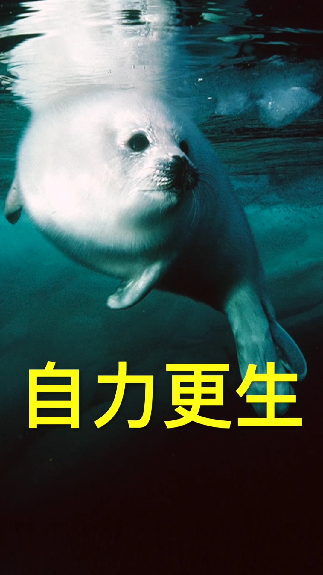 竖琴海豹的幼崽从出生到母亲离开在10几天时间内它要从婴儿蜕变成独立