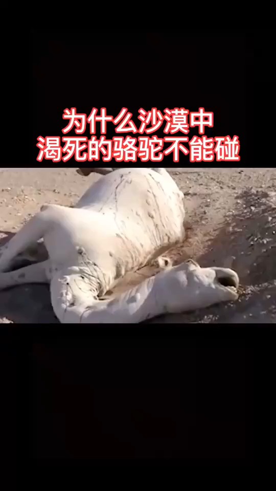 渴死的骆驼爆炸图片图片