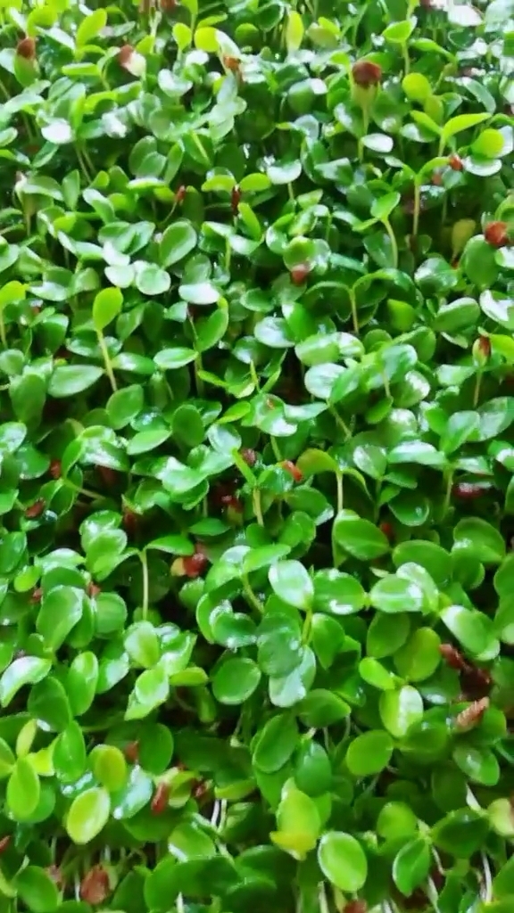 全民独门绝技咖#水培香椿苗要特别注意控水