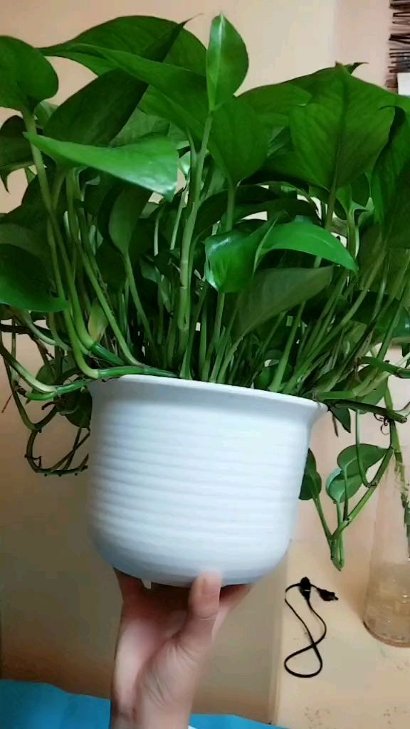 花友们用点白醋也能使你家绿萝长的旺旺的