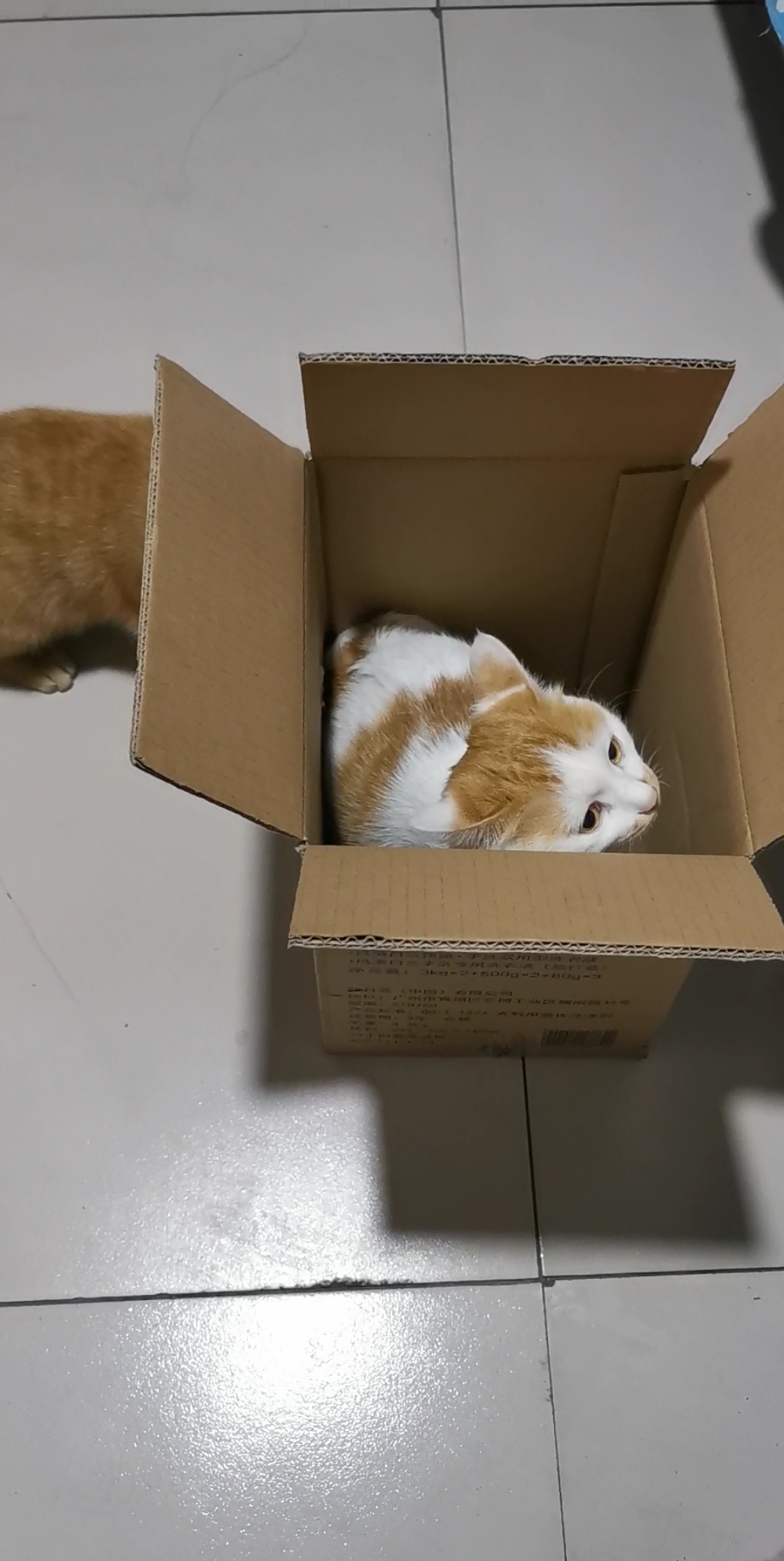 猫妹又出坏心思了,猫姐在纸箱子里突然跳起打乱了猫妹的计划