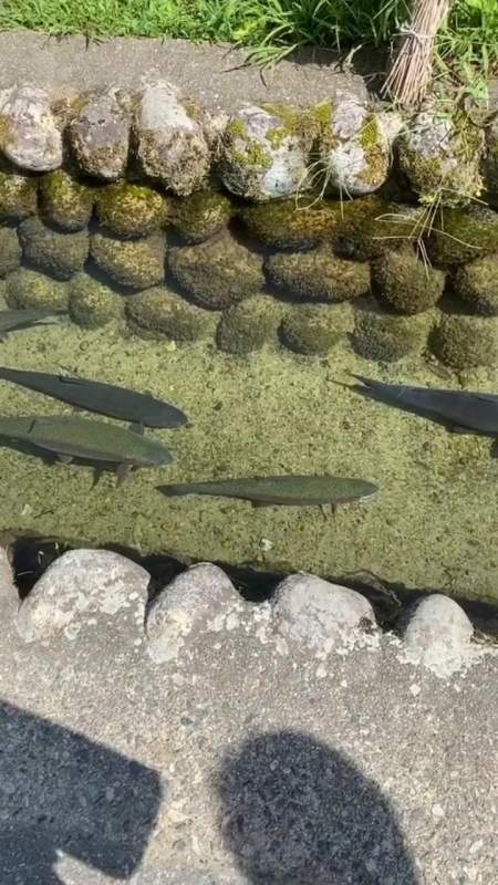 实在太不可思议了,日本人在下水道里养鱼-度小视