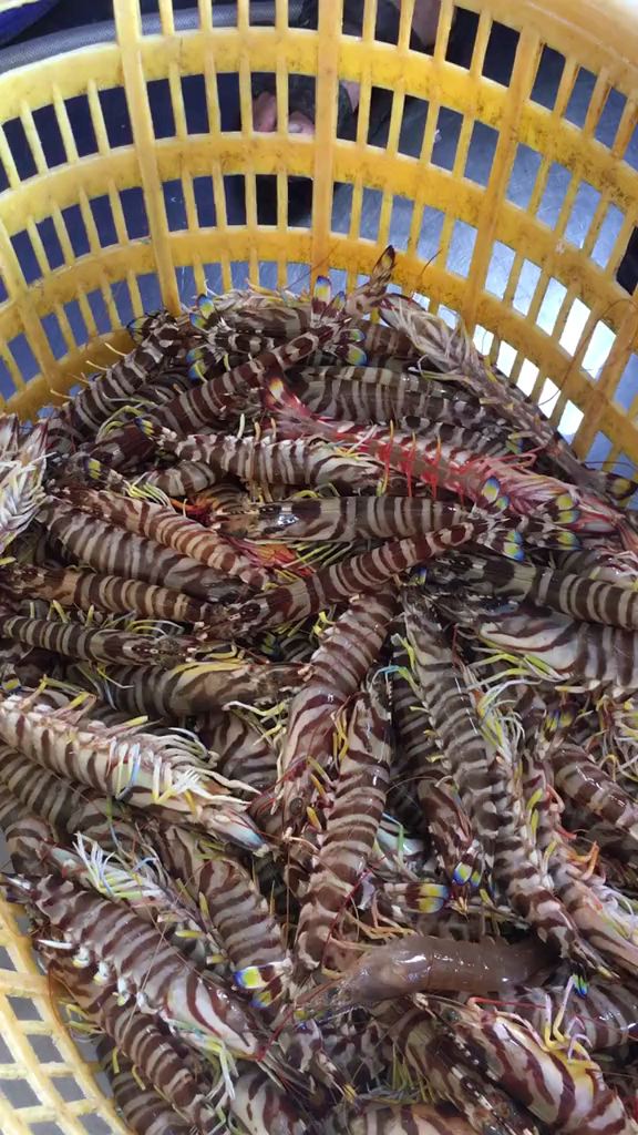 美食#这种蜈蚣一样的虾看上去就很好吃