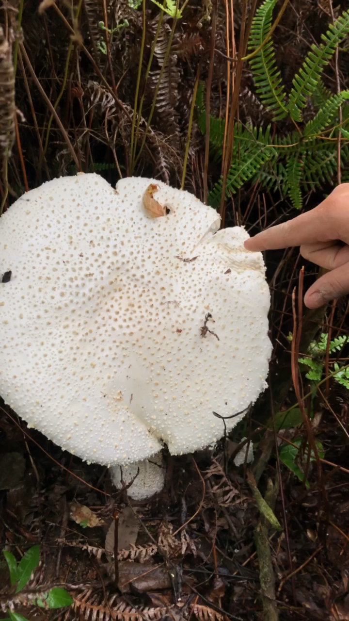 白色蘑菇上长疙瘩