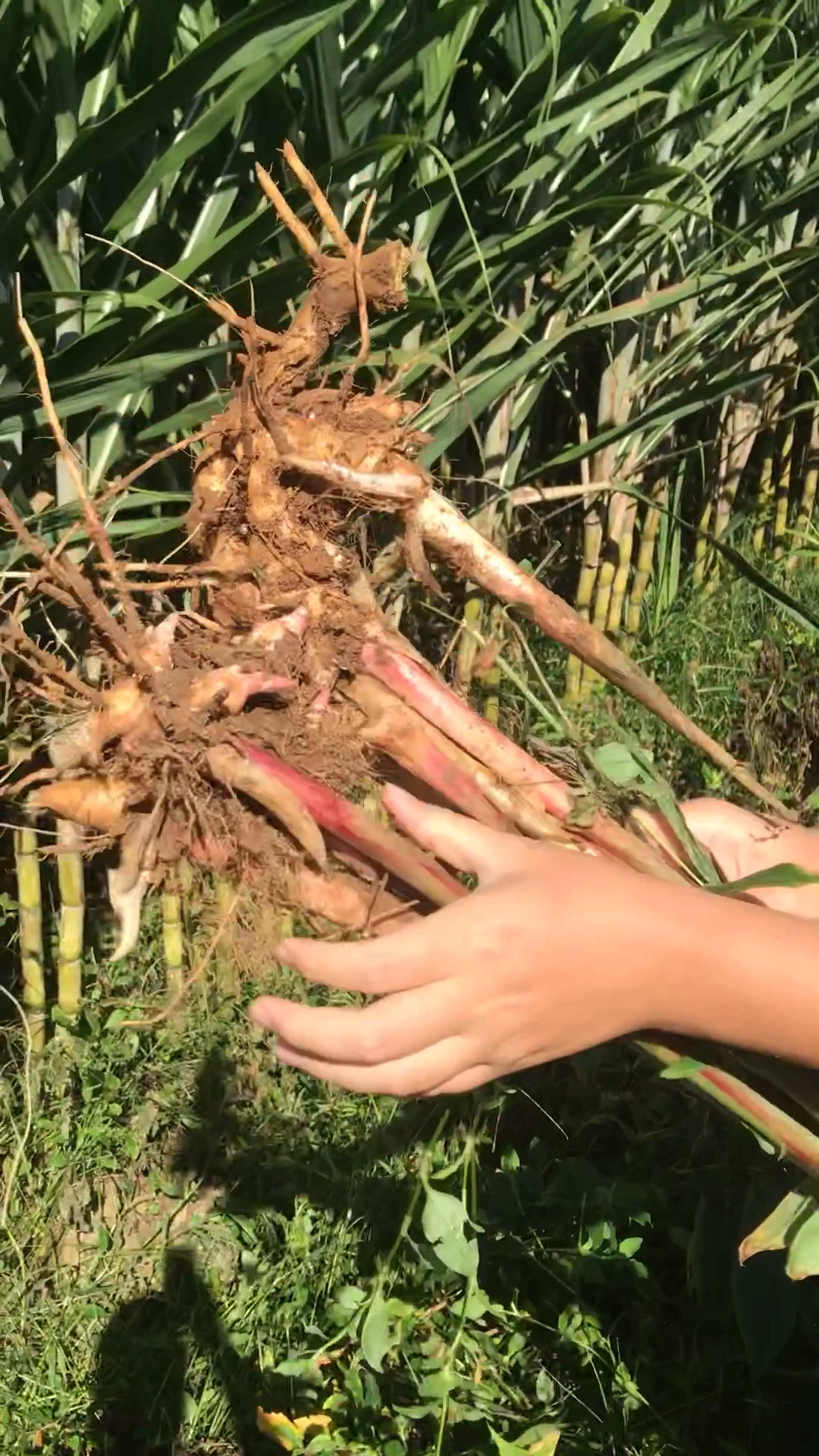 新鲜野生小黄姜,你那里有吗,烧菜放一点味道很浓郁,比菜市场的好多了