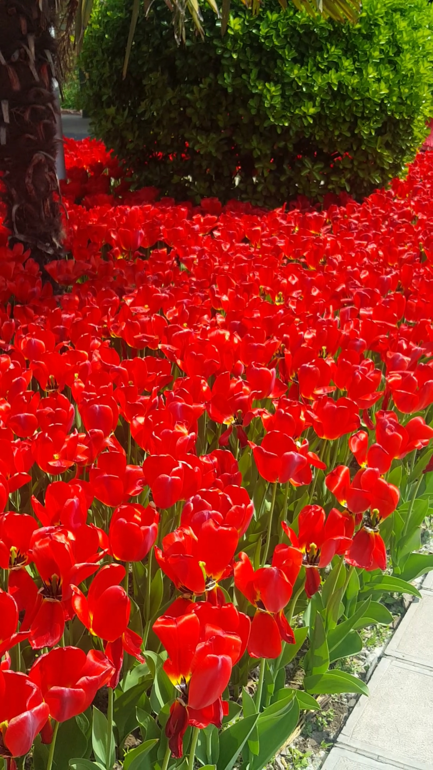 百花怒放的郁金香火红艳丽